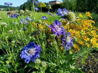 hlaváč kavkazký Fama Deep Blue