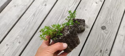 orientační velikost nabízené sazenice