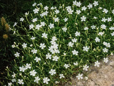 hvozdík kropenatý bílý jako půdopokyvná nenáročná trvalka