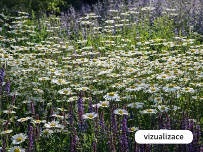 VIZUALIZACE: kopretina velkokvětá a šalvěj hajní