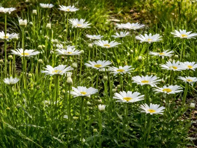 kopretina velkokvětá