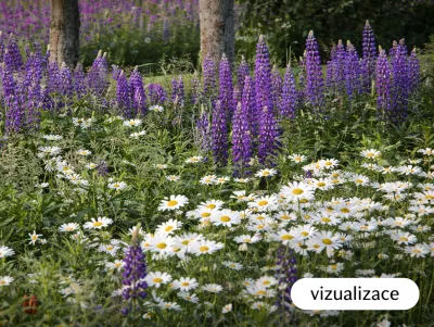 sazenice lupiny mnoholisté / vlčího bobu sazenice-kvetin.cz VIZUALIZACE - lupina a kopretina velkokvětá