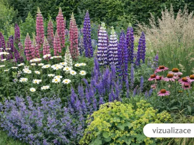 sazenice lupiny mnoholisté / vlčího bobu sazenice-kvetin.cz VIZUALIZACE - lupiny, nepeta, kontryhel, třapatky, třtina rákosovitá a rozrazil dlouholistý
