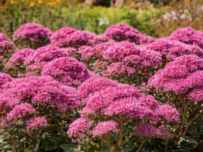 rozchodník nachový v květu