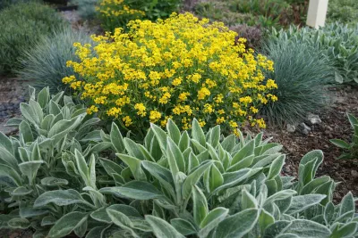 tařinka horská v květu spolu s čistcem a kostřavou