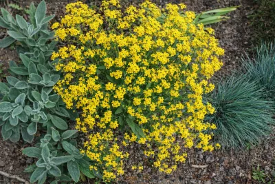 tařinka horská v květu spolu s čistcem a kostřavou