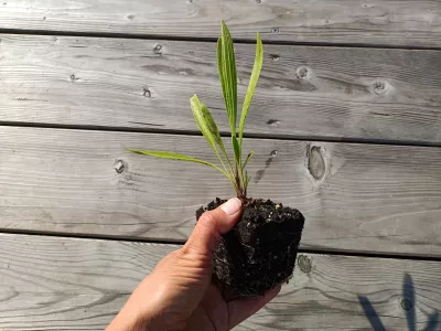 sazenice traviny milička / eragrostis spectabilis sazenice-kvetin.cz orientační velikost kořenového balu (nejedná se o stejný druh rostliny, ilustrační foto)