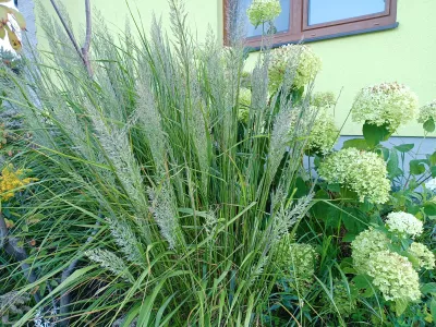 Třtina rákosovitá / Calamagrostis brachytricha, ilustrační foto dospělé rostliny