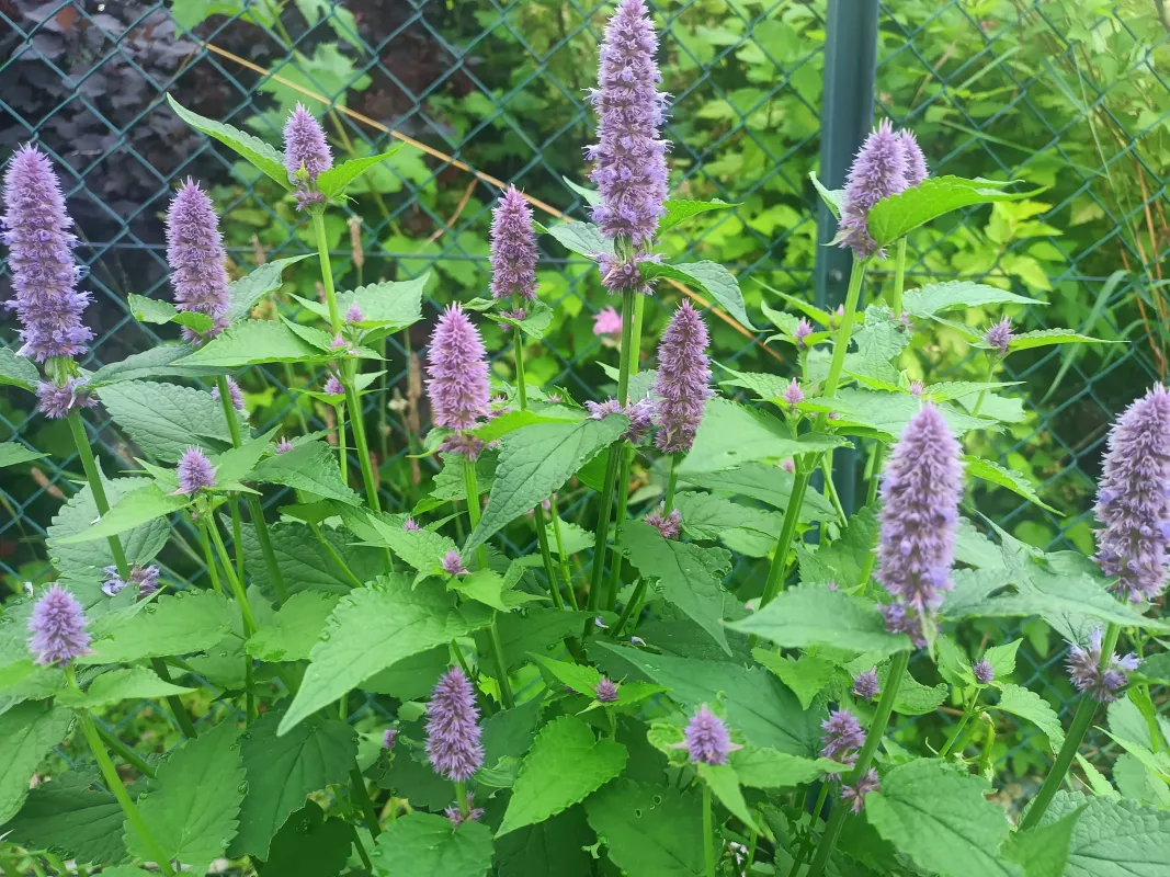 agastache anýzová, ilustrační foto dospělé rostliny