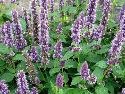 agastache anýzová, ilustrační foto dospělé rostliny
