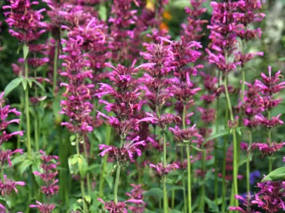 agastache 'Heather Queen'