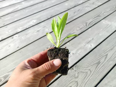 sazenice trvalky dračík Coral Twizzle / Penstemon barbatus sazenice-kvetin.cz orientační velikost nabízené sazenice (ilustrační foto, nejedná se o stejný druh rostliny)