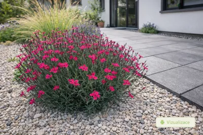 hvozdík kropenatý sytě růžový v květu