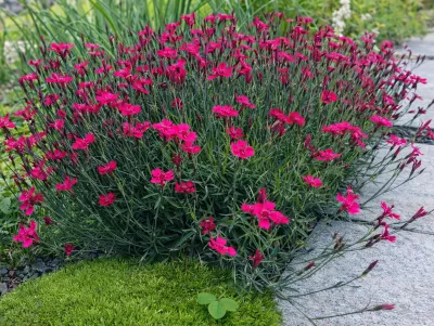 hvozdík kropenatý sytě růžový v květu