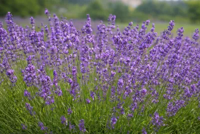 levandule lékařská 'Mustead Dwarf'