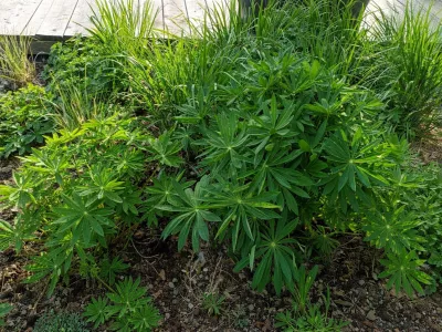 sazenice trvalky lupina mnoholistá 'Chandelier' / lupinus 'Chanderlier' sazenice-kvetin.cz rašící lupina mnoholistá