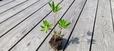 orientační velikost nabízené sazenice lupiny