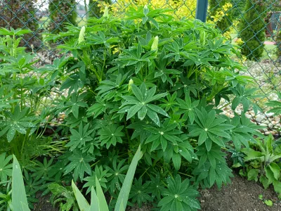 lupina mnoholistá Noble Maiden