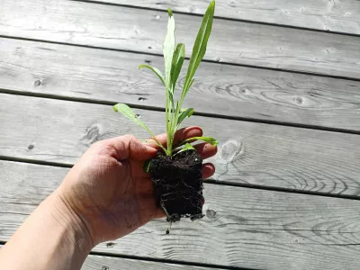 orientační velikost nabízené rostliny (pouze velikost kořenového balu; rostlina je jiná)