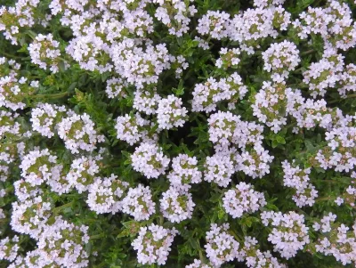 mateřídouška obecná