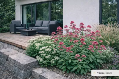 sazenice trvalky mavuň červená / centranthus ruber sazenice-kvetin.cz VIZUALIZACE: mavuň, nepeta, dochan, rozchodník