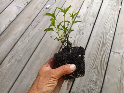 sazenice trvalky mavuň červená / centranthus ruber sazenice-kvetin.cz orientační velikost rostliny (nejedná se o stejný druh)
