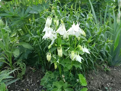 orlíček obecný 'Munstead White'