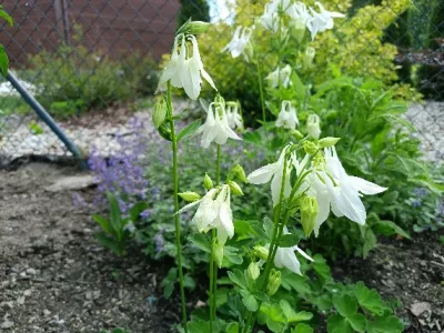 orlíček obecný 'Munstead White'