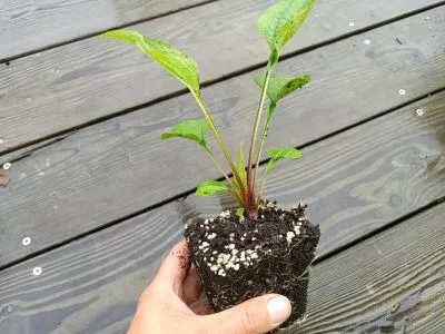 orientační velikost kořenového balu (nejedná se o stejnou rostlinu)