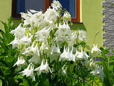 orlíček obecný 'Munstead White'