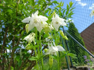 orlíček obecný 'Munstead White'