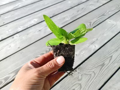 sazenice trvalky ožanka iránská / teucrium hyrcanicum Purple Tails sazenice-kvetin.cz orientační velikost kořenového balu (nejedná se o stejný kultivár)