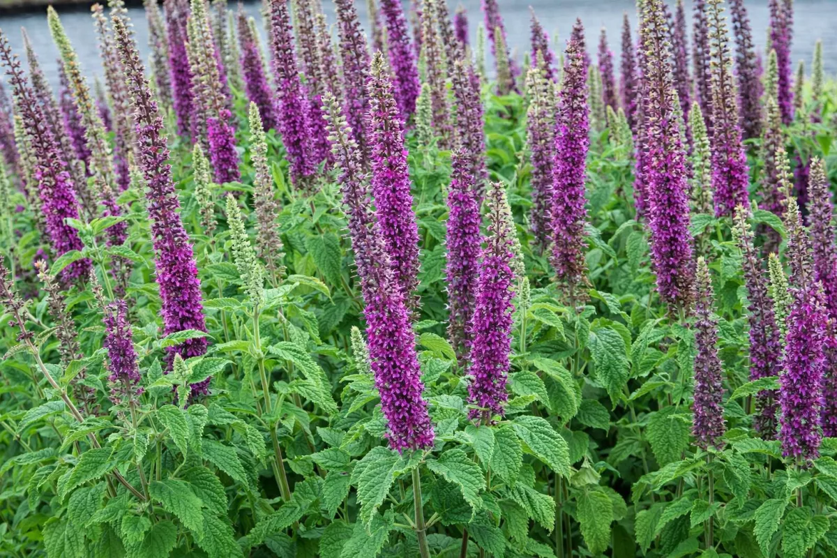 ožánka iránská Purple Tails