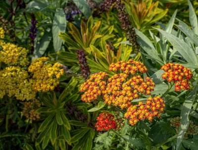 pryšec 'Ascot Rainbow', řebříček 'Terracotta', šalvěj hajní a rozrazil šedý, nenáročná kombinace rostlin