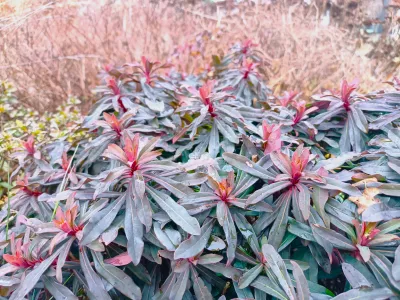 Pryšec mandloňovitý 'Purpurea', ilustrační foto dospělé rostliny