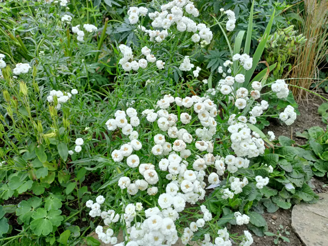 řebříček bertrám The Pearl