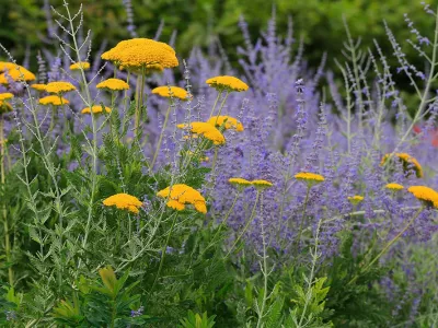 Vysoký žlutý řebříček a perovskie, ideální kombinace pro slunce a nenáročnou zahradu.