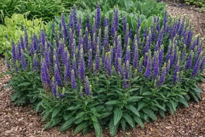 rozrazil dlouholistý First Glory