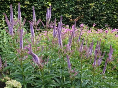 rozrazil sibiřský v masové výsdbě