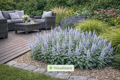 sazenice trvalky rozrazilu šedého sazenice-kvetin.cz VIZUALIZACE: rozrazil šedý, dochan, třapatka, levandule, třtina ostrokvětá