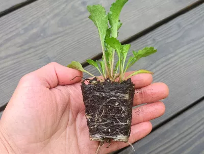 sazenice trvalky rudbeckia occidentalis Green Wizzard sazenice-kvetin.cz orientační velikost nabízené sazenice, jen velikost kořenového balu, nejedná se o stejnou odrůdu