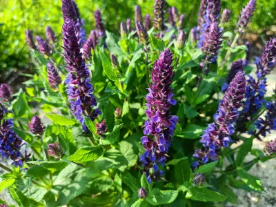 šalvěj hajní 'Blue Queen'