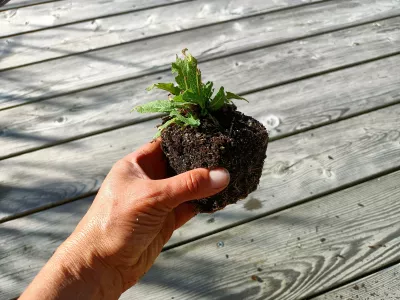 orientační velikost nabízené sazenice šalvěje hajní 'Blue Queen'