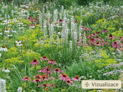 VIZUALIZACE: šuškarda bílá, třapatky, zlatobýl, a jiné byliny