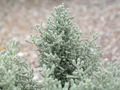 svatolína cypřišková, ilustrační foto dospělé rostliny