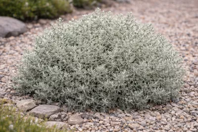 svatolína cypřišková