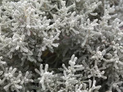 svatolína cypřišková, ilustrační foto dospělé rostliny