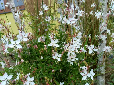 svíčkovec The Bride