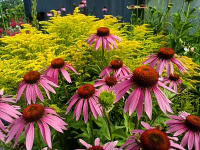 třapatka nachová / echinacea purpurea, ilustrační foto dospělé rostliny