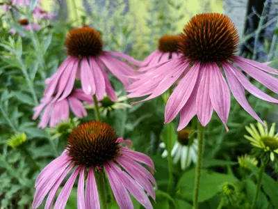 třapatka nachová / echinacea purpurea, ilustrační foto dospělé rostliny